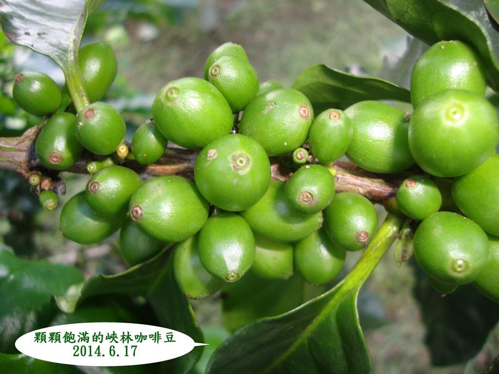Taroko Sialin Coffee Farm Homestay Xiulin Dış mekan fotoğraf