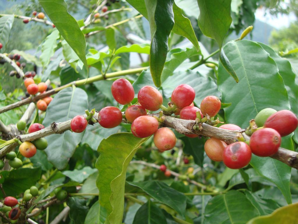 Taroko Sialin Coffee Farm Homestay Xiulin Dış mekan fotoğraf