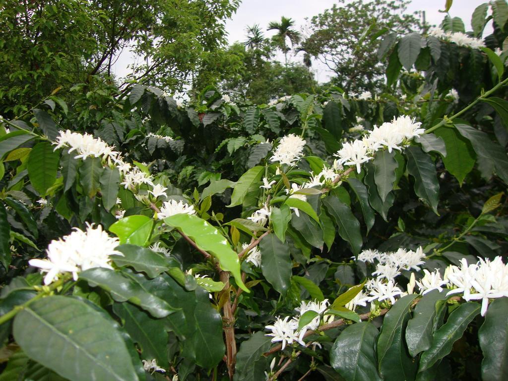 Taroko Sialin Coffee Farm Homestay Xiulin Dış mekan fotoğraf