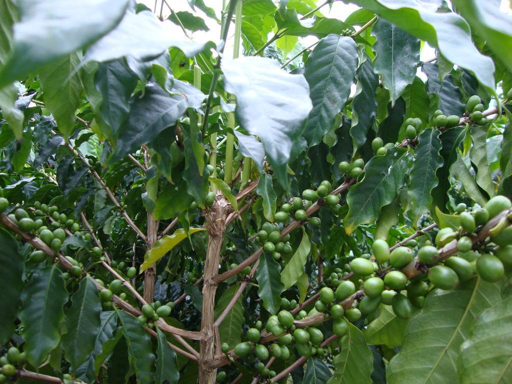 Taroko Sialin Coffee Farm Homestay Xiulin Dış mekan fotoğraf