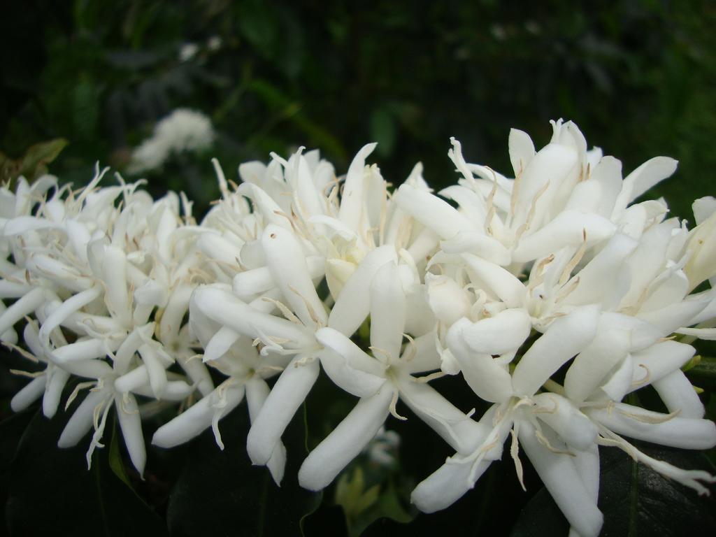 Taroko Sialin Coffee Farm Homestay Xiulin Dış mekan fotoğraf